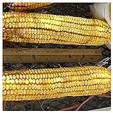 Everwilde Farms - 1/4 Lb Reid's Yellow Dent Open Pollinated Corn Seeds - Gold Vault Photo, bestseller 2024-2023 new, best price $7.96 review