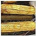 Photo Everwilde Farms - 1/4 Lb Reid's Yellow Dent Open Pollinated Corn Seeds - Gold Vault new bestseller 2024-2023