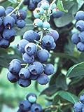 Pixies Gardens Tifblue Blueberry Bush - One of The Oldest Blueberry Cultivars Still Being Planted and Considered One of The Best. Good Pollinator (2 Gallon Potted) Photo, bestseller 2024-2023 new, best price $69.99 review