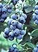 Photo Pixies Gardens Tifblue Blueberry Bush - One of The Oldest Blueberry Cultivars Still Being Planted and Considered One of The Best. Good Pollinator (2 Gallon Potted) new bestseller 2024-2023