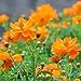 Foto Cosmos Seeds 15+ Orange Crazy Blumensamen von höchster Qualität (Cosmos Sulphureus bipinnatus) für die Gartenpflanzung im Garten im Freien neu Bestseller 2022-2021