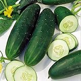 Cucumber, Straight Eight Cucumber Seeds, Heirloom, 25 Seeds, Great for Salads/Snack Photo, bestseller 2024-2023 new, best price $1.99 ($0.08 / Count) review