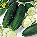 Photo Cucumber, Straight Eight Cucumber Seeds, Heirloom, 25 Seeds, Great for Salads/Snack new bestseller 2024-2023