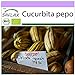 Foto SAFLAX - Ecológico - Calabaza - Delicata - 6 semillas - Cucurbita pepo nuevo éxito de ventas 2024-2023