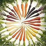 ZHOUBA Samen zum Pflanzen, 600 Stück köstliche Karottensamen nicht GVO Frische gemischte Gemüsesamen und leckere landwirtschaftliche Lieferungen für den Balkonhof Mehrfarbig Foto, Bestseller 2024-2023 neu, bester Preis 3,39 € Rezension