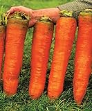 NIKA SEEDS - Vegetable Carrot Red Giant - 1000 Seeds Photo, bestseller 2024-2023 new, best price $8.95 review