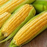 Corn, Golden Bantam Yellow Corn, Heirloom, Non-GMO,50 Seeds, Delicious and Sweet Veggie Photo, bestseller 2024-2023 new, best price $2.99 review