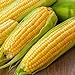 Photo Corn, Golden Bantam Yellow Corn, Heirloom, Non-GMO,50 Seeds, Delicious and Sweet Veggie new bestseller 2024-2023