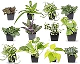 Easy to Grow Houseplants (12 Pack) Live House Plants in Plant Containers, Growers Choice Plant Set in Planters with Potting Soil Mix, Home Décor Planting Kit or Outdoor Garden Gifts by Plants for Pets Photo, bestseller 2024-2023 new, best price $38.33 ($3.19 / Count) review