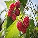 Photo Killarney Raspberry - 1 Red Raspberry Plant - Everbearing - Organic Grown new bestseller 2024-2023