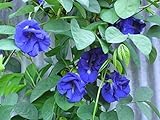 Blue Butterfly Pea Vine (Clitoria ternatea) Perennial - 10 Seeds Photo, bestseller 2024-2023 new, best price $3.49 ($0.35 / Count) review
