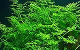 Tropica Aquarium Pflanze Ceratopteris thalictroides Nr.005A Wasserpflanzen Aquarium Aquariumpflanzen Foto, Bestseller 2024-2023 neu, bester Preis 5,98 € (5,98 € / stück) Rezension