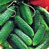 CEMEHA SEEDS - Cucumber Parisian Gherkin Open-Pollinated Pickling Non GMO Vegetable for Planting Photo, bestseller 2024-2023 new, best price $6.95 ($0.17 / Count) review