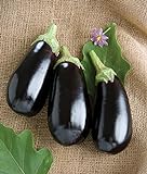 David's Garden Seeds Eggplant Nadia 7492 (Black) 25 Non-GMO, Hybrid Seeds Photo, bestseller 2024-2023 new, best price $3.45 review