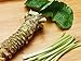 Foto Semillas 50pcs wasabi, vegetal de semillas de rábano picante japonés para plantar fácil de cultivar bonsais de la planta DIY jardín de la planta nuevo éxito de ventas 2024-2023