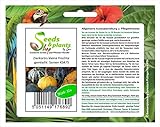 Stk - 15x Zierkürbis kleine Früchte gemischt- Patisson Samen Gemüse KS475 - Seeds Plants Shop Samenbank Pfullingen Patrik Ipsa Foto, Bestseller 2024-2023 neu, bester Preis 3,73 € (0,25 € / stück) Rezension