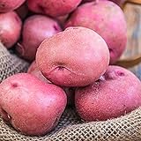 Red Pontiac Seed Potato - Everybody's Favorite Red Potato - Includes one 2-lb Bag - Can't Ship to States of ID, ME, MT, or NE Photo, bestseller 2024-2023 new, best price $17.50 review