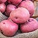 Photo Red Pontiac Seed Potato - Everybody's Favorite Red Potato - Includes one 2-lb Bag - Can't Ship to States of ID, ME, MT, or NE new bestseller 2023-2022