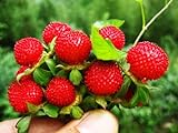 Wild Strawberry Seeds - 1000+ Sweet Wild Strawberry Seeds for Planting - Fragaria Vesca Seeds - Heirloom Non-GMO Edible Berry Fruit Garden Seeds Photo, bestseller 2024-2023 new, best price $10.99 ($0.01 / Count) review