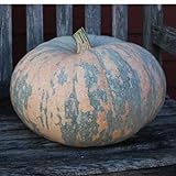 10 Iran, Pumpkin Seed (Calabaza) Jumbo Squash,50 Plus Pound Fruits Photo, bestseller 2024-2023 new, best price $9.95 review