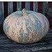 Photo 10 Iran, Pumpkin Seed (Calabaza) Jumbo Squash,50 Plus Pound Fruits new bestseller 2023-2022
