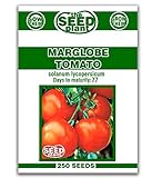 Marglobe Tomato Seeds - 250 Seeds Non-GMO Photo, bestseller 2024-2023 new, best price $1.59 ($0.01 / Count) review