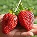 Foto 100 Stück Obsts amen sortierte Packung | Nicht GVO Riesen-Erdbeerbaum Beeren-Kiwi-Früchte Pflanzen Sämlinge für den Garten Erdbeer samen 1 Größe neu Bestseller 2022-2021