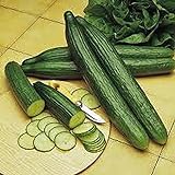 Cucumber, Long Green Improved Seeds, Non-GMO, 25 Seeds per Package,Long Green Improved Cucumber is a Strong, Vigorous Producer . Jacobs Ladder Ent. Photo, bestseller 2024-2023 new, best price $1.99 ($1.99 / Count) review