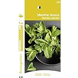 France Graines - Menthe Douce Photo, best-seller 2024-2023 nouveau, meilleur prix 4,90 € examen