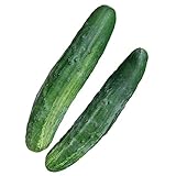 Burpee Bush Champion Slicing Cucumber Seeds 60 seeds Photo, bestseller 2024-2023 new, best price $8.54 ($0.14 / Count) review