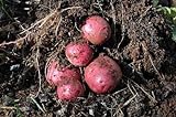 Simply Seed - 5 LB - Dark Red Norland Potato Seed - Non GMO - Naturally Grown - Order Now for Spring Planting Photo, bestseller 2024-2023 new, best price $16.99 ($0.21 / Ounce) review