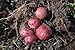 Photo Simply Seed - 5 LB - Dark Red Norland Potato Seed - Non GMO - Naturally Grown - Order Now for Spring Planting new bestseller 2023-2022