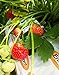 Photo Strawberry Evie-2 Bare Root Plants 20 Count - Ever Bearing - Non-GMO - Day Neutral Longer Fruit yielding Season - Bareroots Wrapped in Coco Coir - GreenEase by ENROOT new bestseller 2024-2023