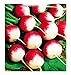 Foto Semillas nacionales de 2 rábanos - vegetales - raphanus sativus - rv006 - las mejores semillas de plantas - flores - frutas raras - rábanos - idea de regalo original - 1000 semillas aproximadamente nuevo éxito de ventas 2024-2023