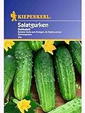 Kiepenkerl Salatgurke DelikateÃŸ Foto, Bestseller 2024-2023 neu, bester Preis 1,82 € Rezension