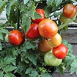 Rotkäppchen Tomatensamen für ca. 20 Pflanzen - alte, deutsche Buschtomate Foto, Bestseller 2024-2023 neu, bester Preis 1,79 € (0,09 € / stück) Rezension