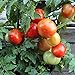 Foto Rotkäppchen Tomatensamen für ca. 20 Pflanzen - alte, deutsche Buschtomate neu Bestseller 2022-2021