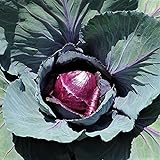 Red Rock Cabbage Seeds - 25 Count Seed Pack - A Hearty, Late-Harvest Variety That's flavorful and Sweet - Country Creek LLC Photo, bestseller 2024-2023 new, best price $1.99 review