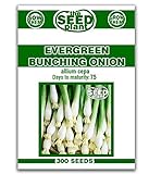Evergreen Bunching Onion Seeds - 300 Seeds Non-GMO Photo, bestseller 2024-2023 new, best price $1.89 review