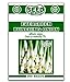 Photo Evergreen Bunching Onion Seeds - 300 Seeds Non-GMO new bestseller 2024-2023