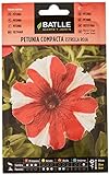 Petunia Compacta Estrella ROJA Foto, éxito de ventas 2024-2023 nuevo, mejor precio 1,88 € revisión