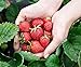 Foto Monats-Erdbeere Rügen min. 250 Samen (0,5g) - 100% Natursamen - ganzes Jahr ernten neu Bestseller 2024-2023