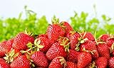 Sweet Red Strawberry Seeds 300pcs for Home Garden Planting Photo, bestseller 2024-2023 new, best price $8.99 ($0.03 / Count) review