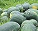 Photo Florida Giant Melon Large Southern Heirloom Watermelon bin4 (100 Seeds, or 1/2 oz) new bestseller 2024-2023