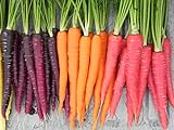 Rainbow Blend Carrot Heirloom Seeds - B258 (150 Seeds, 1/4 Gram) Photo, bestseller 2024-2023 new, best price $2.99 review