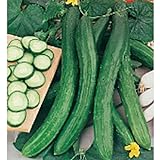 Cetriolo Chinese Slangen Cucumbers Seeds (20+ Seeds) | Non GMO | Vegetable Fruit Herb Flower Seeds for Planting | Home Garden Greenhouse Pack Photo, bestseller 2024-2023 new, best price $3.69 ($0.18 / Count) review
