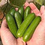 Park Seed Mini-Me F1 Organic Cucumber Seeds, Snack-Size Mini Cucumbers, Pack of 10 Seeds Photo, bestseller 2024-2023 new, best price $11.95 review