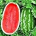 Photo KIRA SEEDS - Giant Astrakhan Watermelon 11 lbs - Fruits for Planting - GMO Free new bestseller 2024-2023