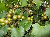 Pixies Gardens Scuppernong Muscadine Grape Vine Shrub Live Fruit Plant (1 Gallon Potted) Photo, bestseller 2024-2023 new, best price $59.99 review