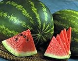 Watermelon, Jubilee , Heirloom, 20 Seeds, Large, Sweet N Delicious Photo, bestseller 2024-2023 new, best price $1.99 ($0.10 / Count) review